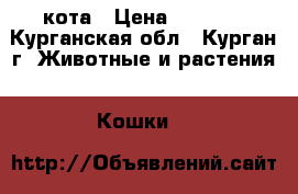 кота › Цена ­ 3 500 - Курганская обл., Курган г. Животные и растения » Кошки   